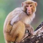 Cara Menghindari Monyet Masuk Rumah dengan Mudah